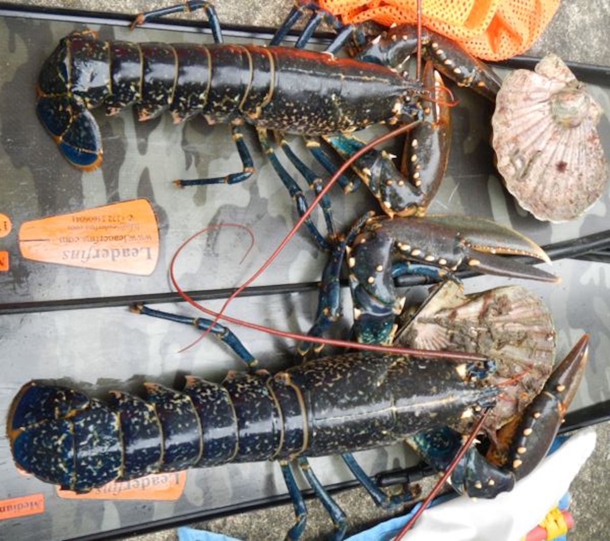 Recipe for Lobster and Linguine Pasta