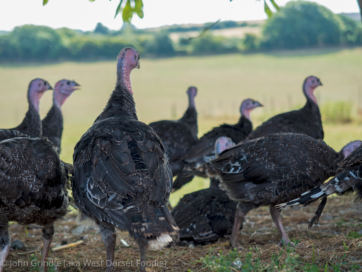 Food Producer Review of Chilcott Turkeys - Buy Local Meat
