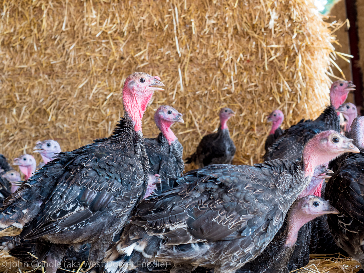 Food Producer review of Chilcott Turkeys