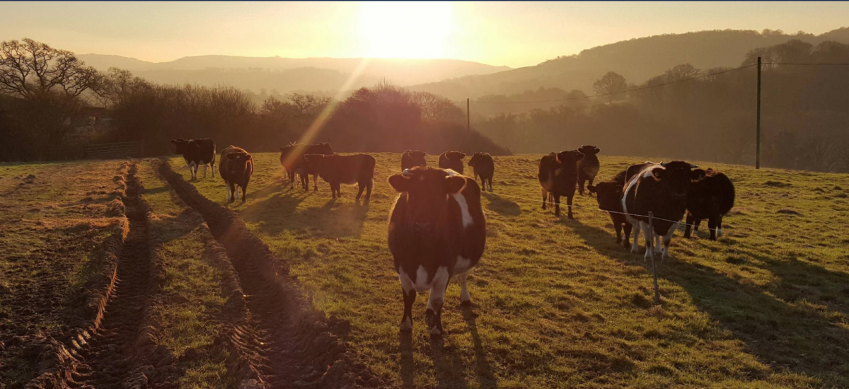 Buy local meat direct from your Dorset Farm