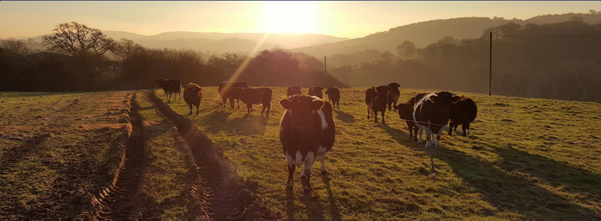 Buy local meat direct from your Dorset Farm