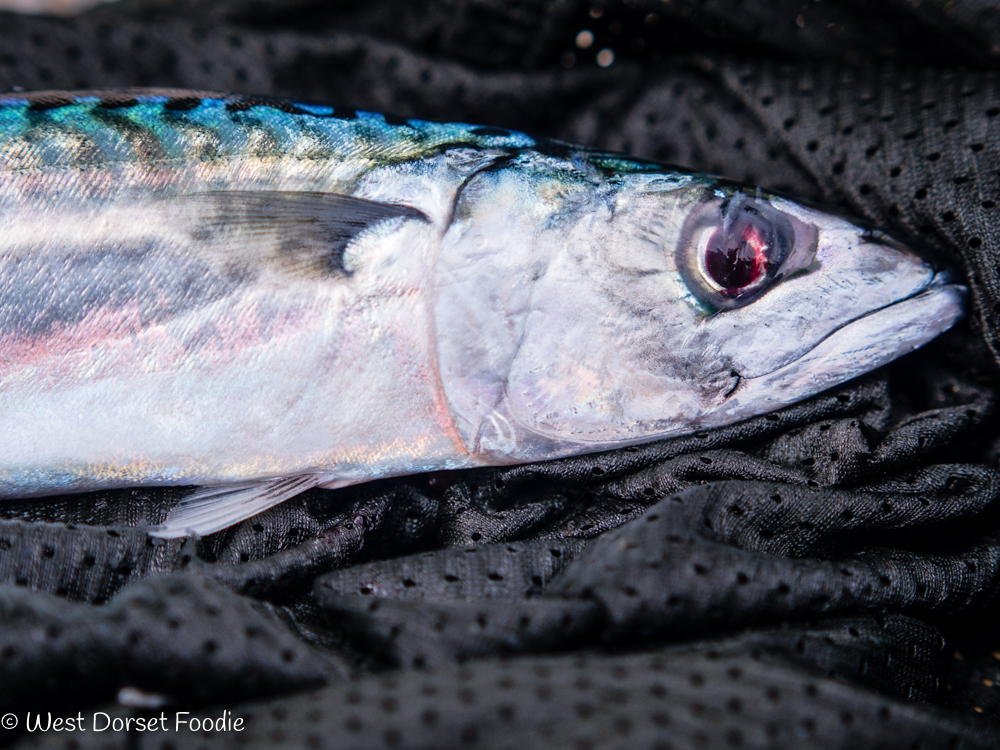 Recipe for Smoked Mackerel Pate