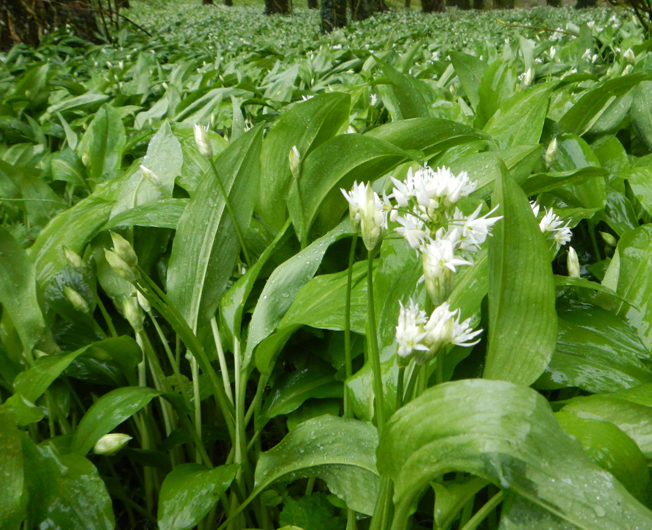 Recipe for Wild Garlic Pesto