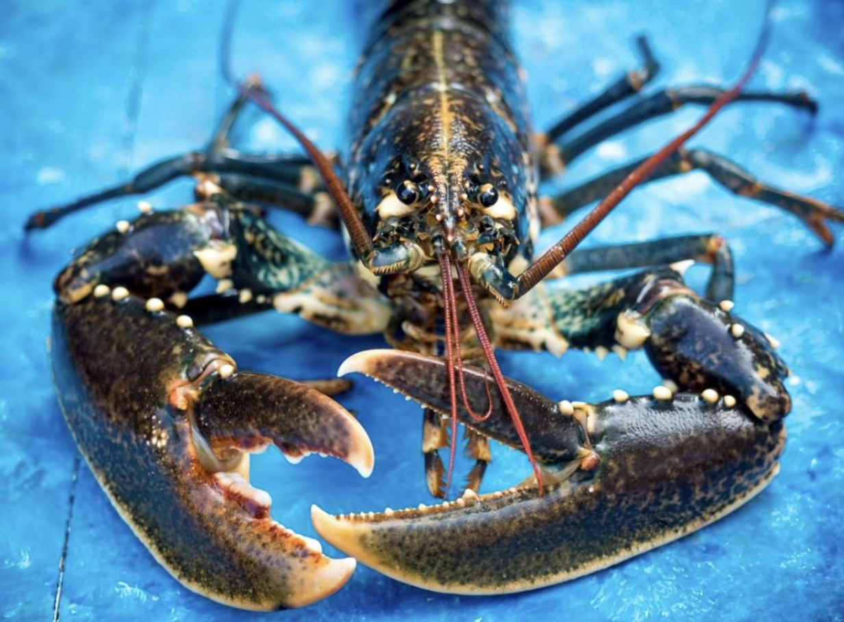 Find your local Fishmongers in Dorset